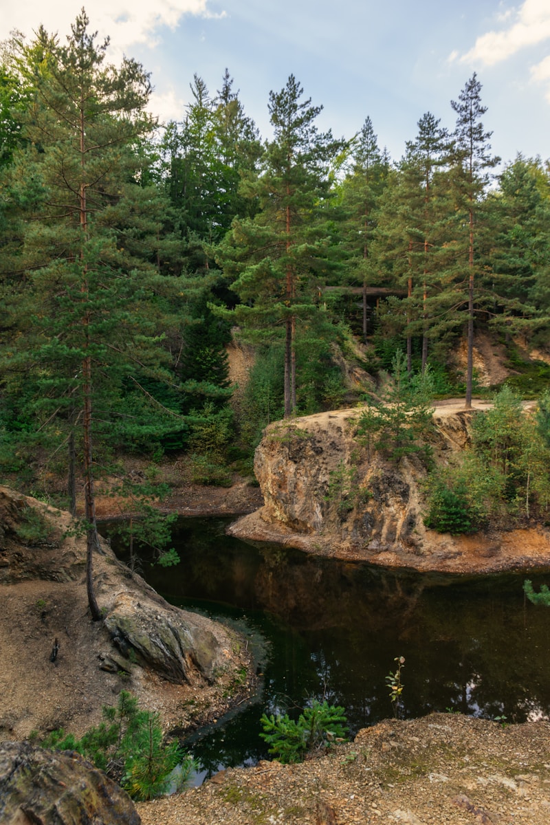 A river running through a forest filled with lots of trees